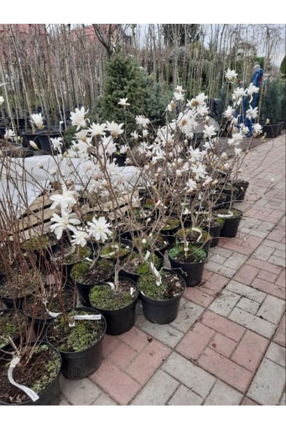 Магнолия звездчатая Роял Стар  - 5л/вис.60-80см/Ø50-60см